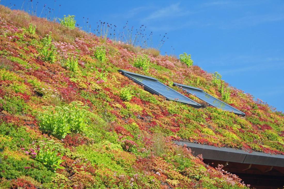 Groene daken zijn uitstekend te combineren met lichtstraten en andere raampartijen. 