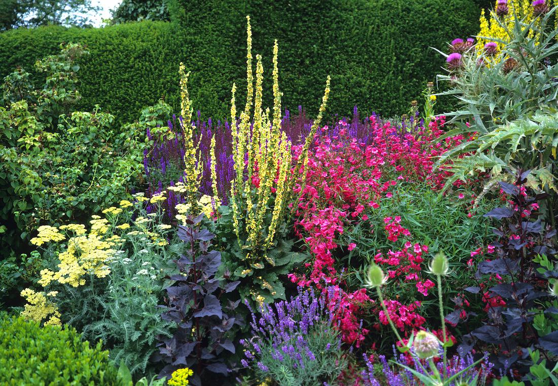 woonhome-tuin-in-bloei-bloeiende-tuin-border-plaatsen-tuin-paarse-plant-lavendel-1