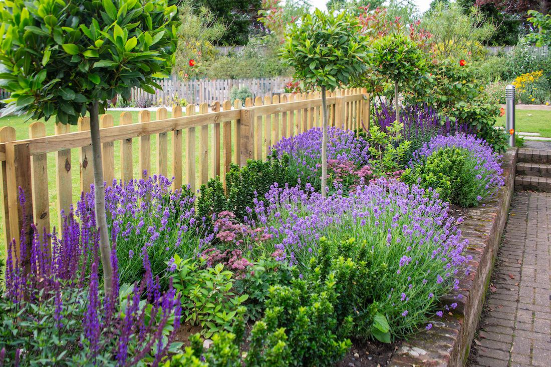 woonhome-tuin-in-bloei-bloeiende-tuin-border-plaatsen-tuin-paarse-plant-lavendel-1
