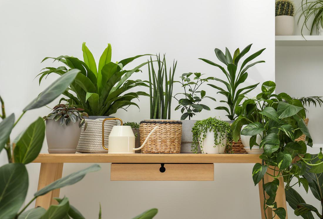 woonhome-groene-planten-in-huis-op-bijzettafel-1