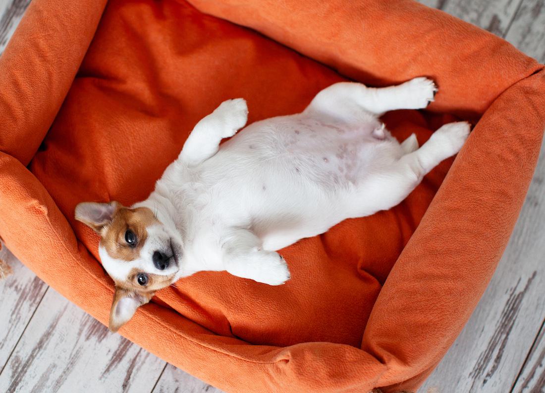 woonhome-hond-aanschaffen-witte-kleine-hond-oranje-hondenmand-1