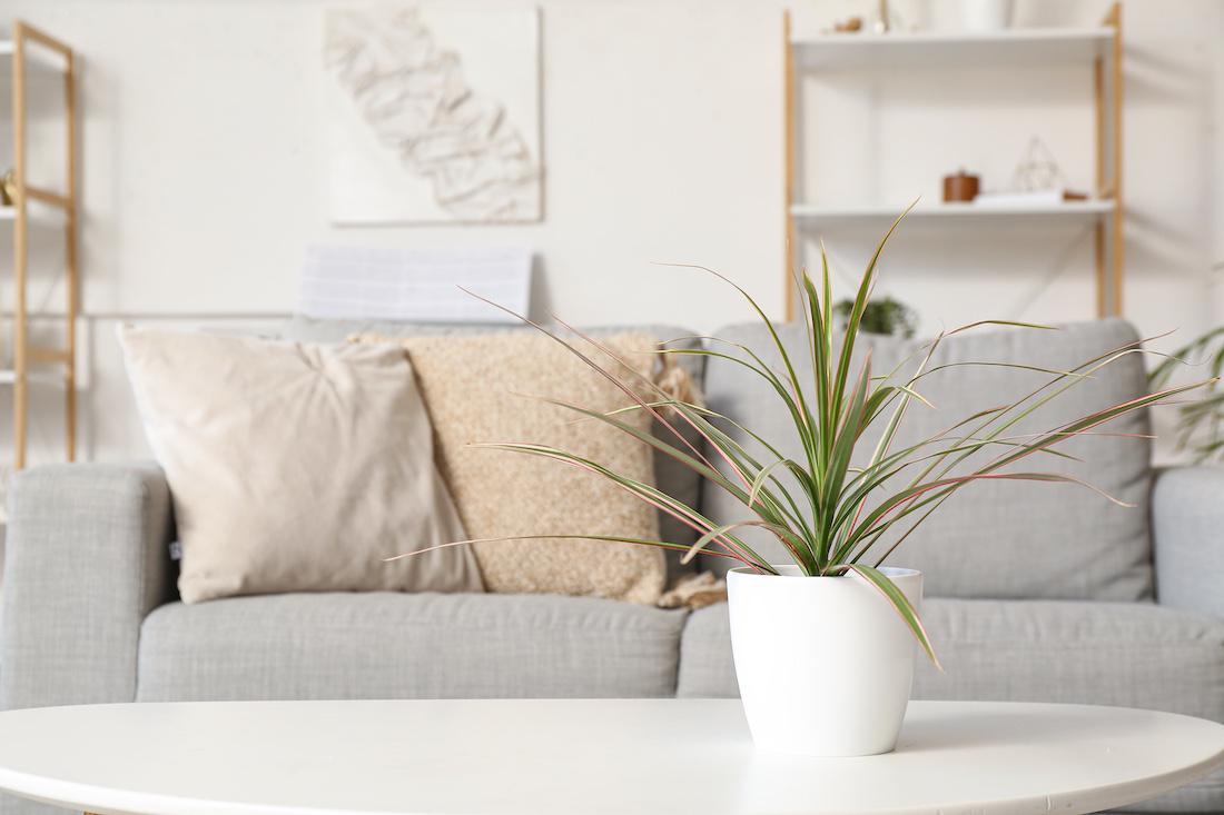 woonhome-woonkamer-inrichten-plant-woonwinkel-shoppen-1