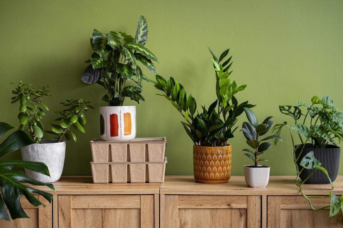 woonhome-planten-in-huis-groene-planten-1