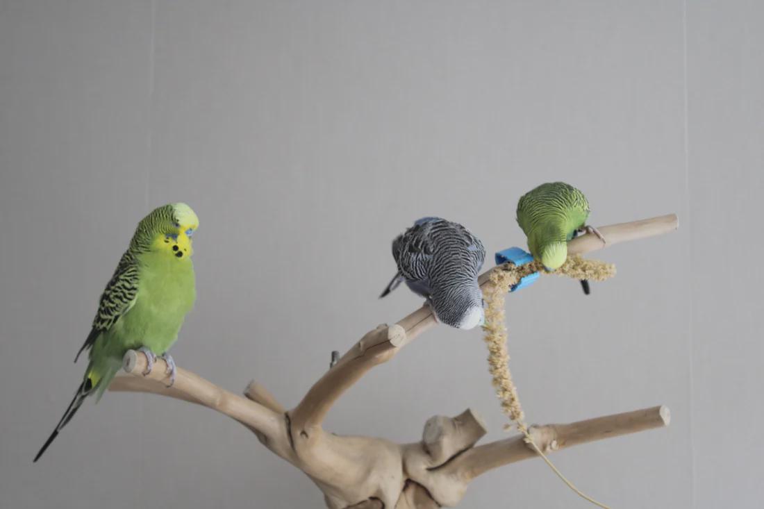woonhome-parkieten-grasparkieten-voer-papegaaien-voer-huisdieren-1
