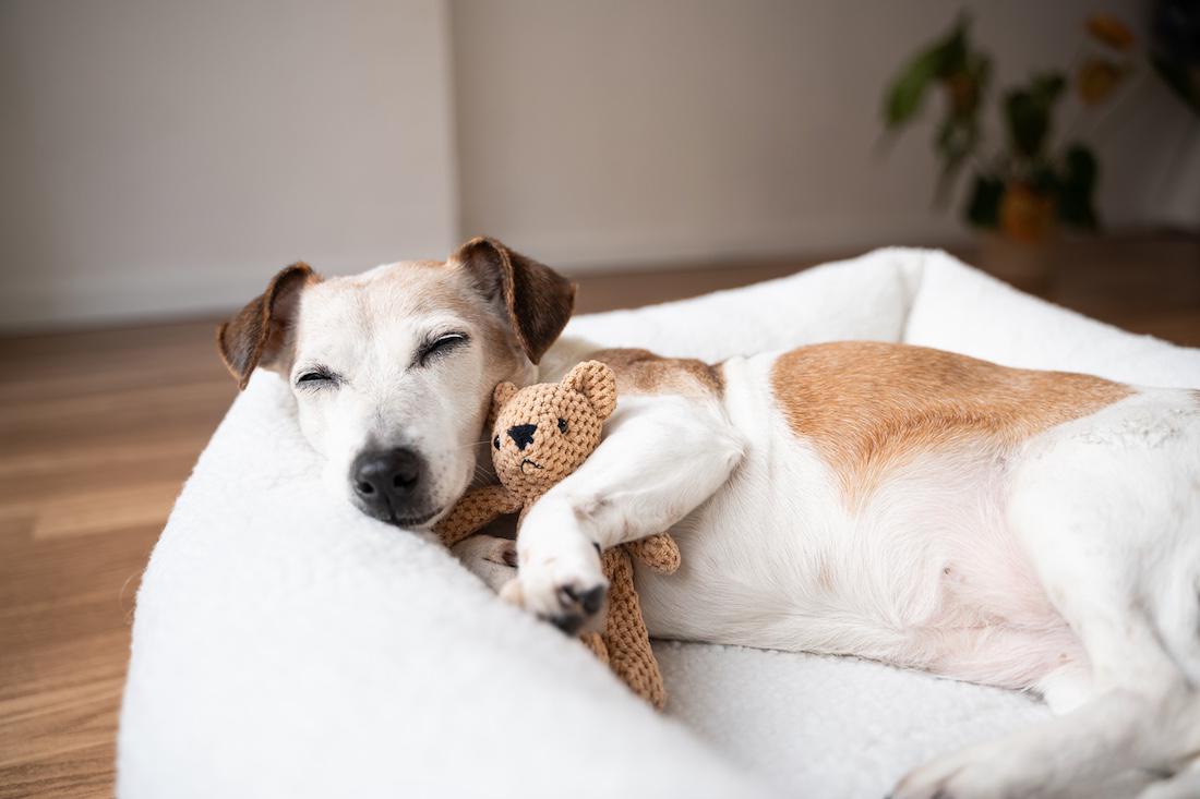 woonhome-hond-in-mand-met-knuffel-combicraft-1