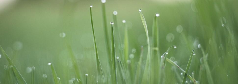 De beste tijd om je gras te sproeien