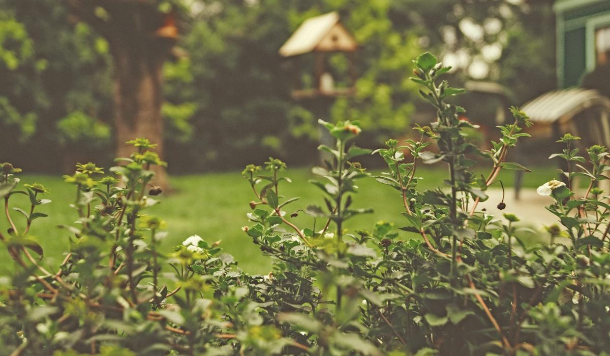 Aanleg van sierbestrating en begroeiing in de tuin