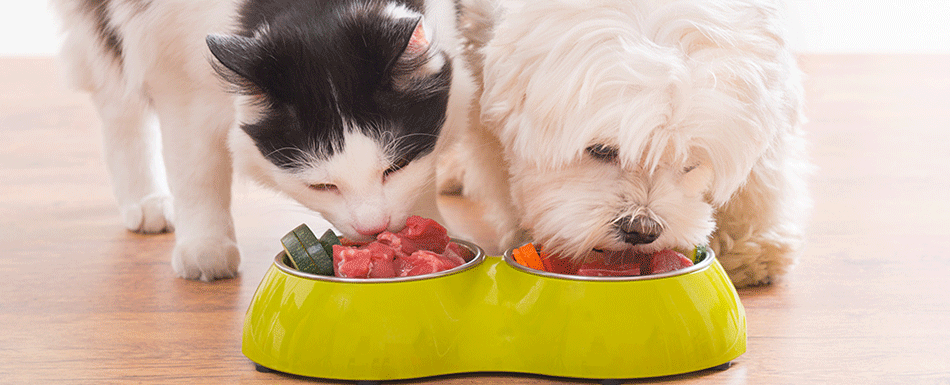 Huisdieren en dierenvoeding: bewaar het netjes en geordend!