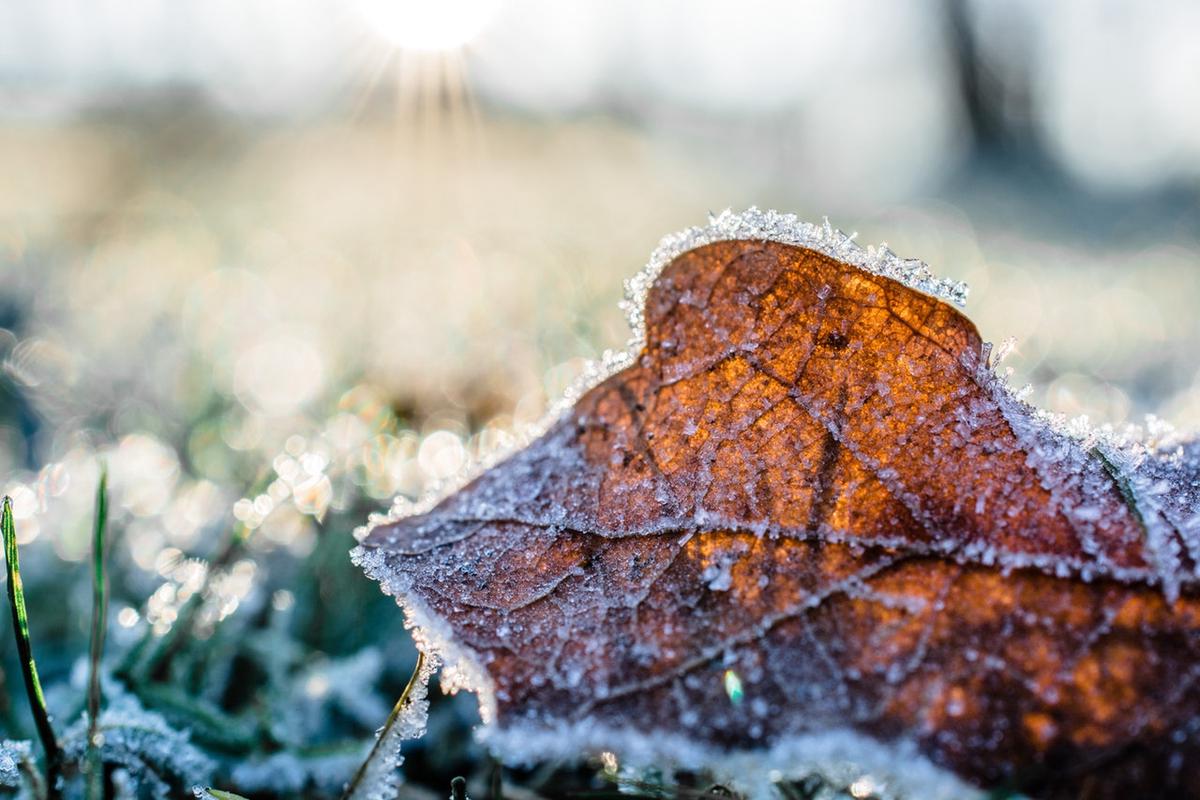 5x Tips voor het winterklaar maken van je tuin