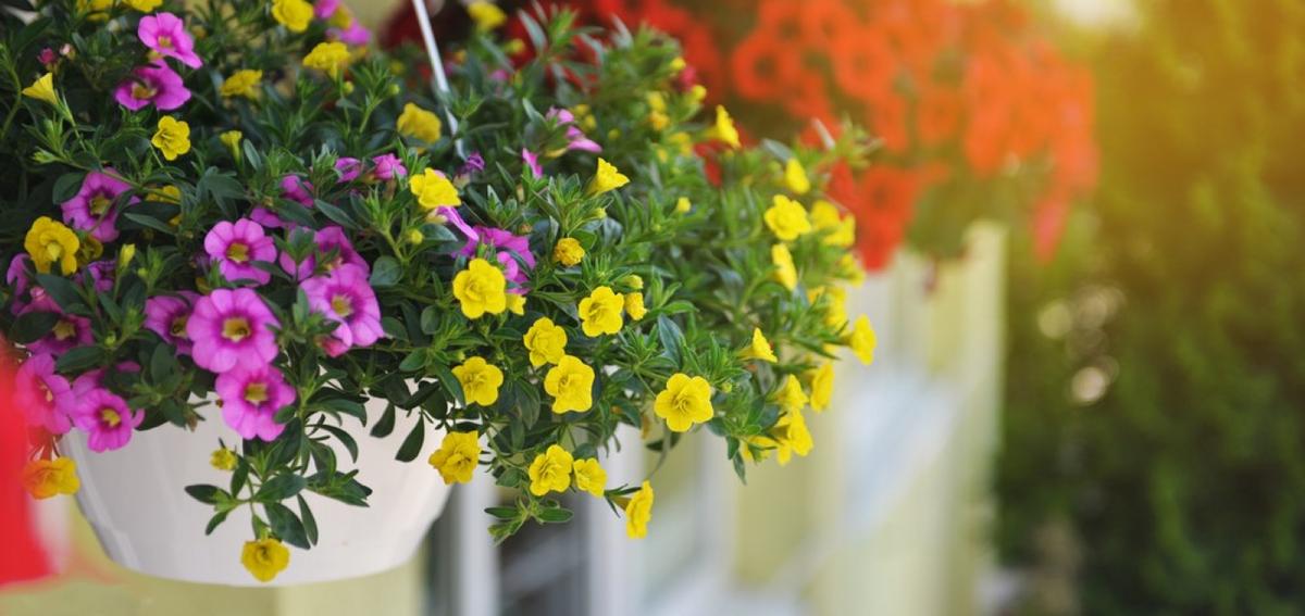 Waarom het een goed idee is om bloembakken op te hangen