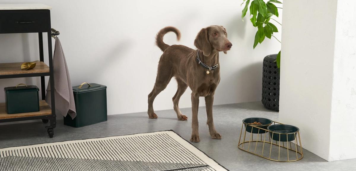 Inspiratie: unieke trendy huisdierenmeubels en accessoires voor jouw viervoeter