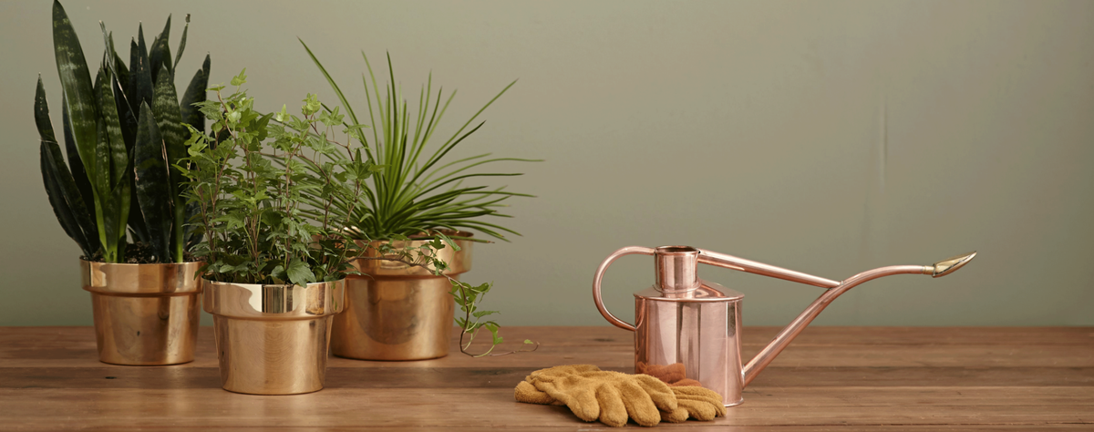 5 manieren om kamerplanten te verwerken in een interieur