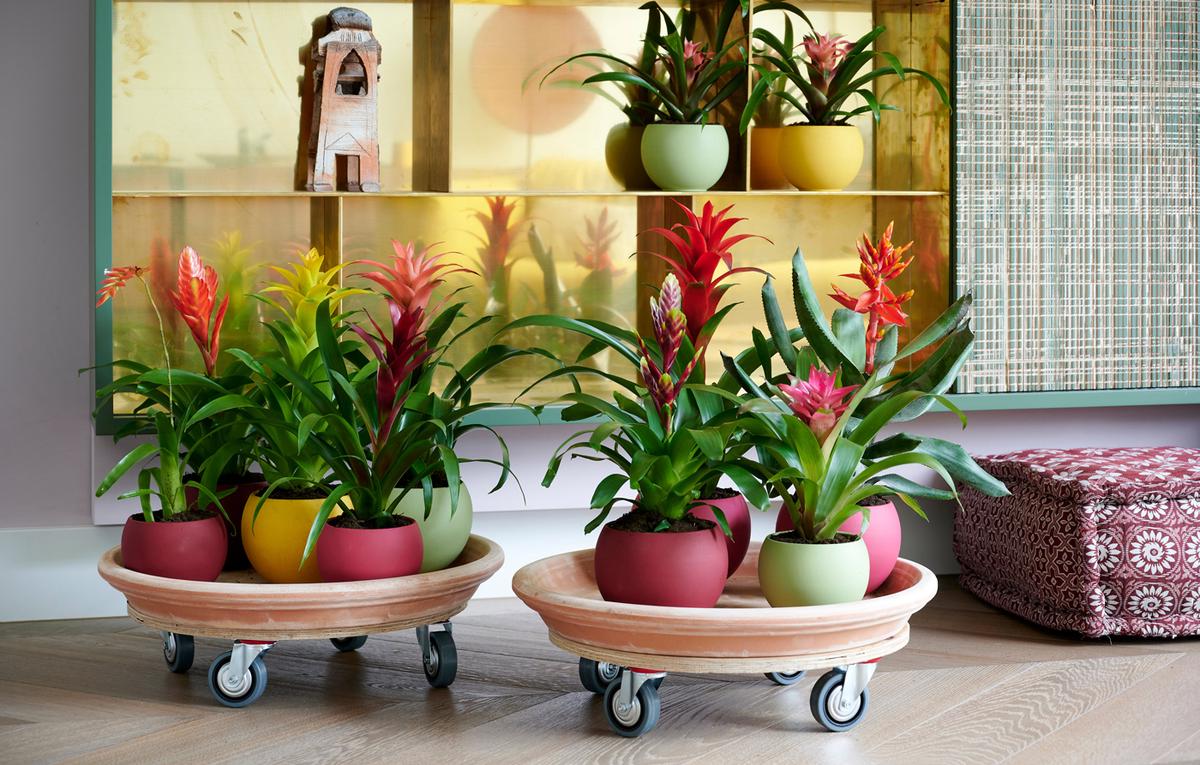 Vakantie in eigen huis met de exotische Bromelia kamerplant