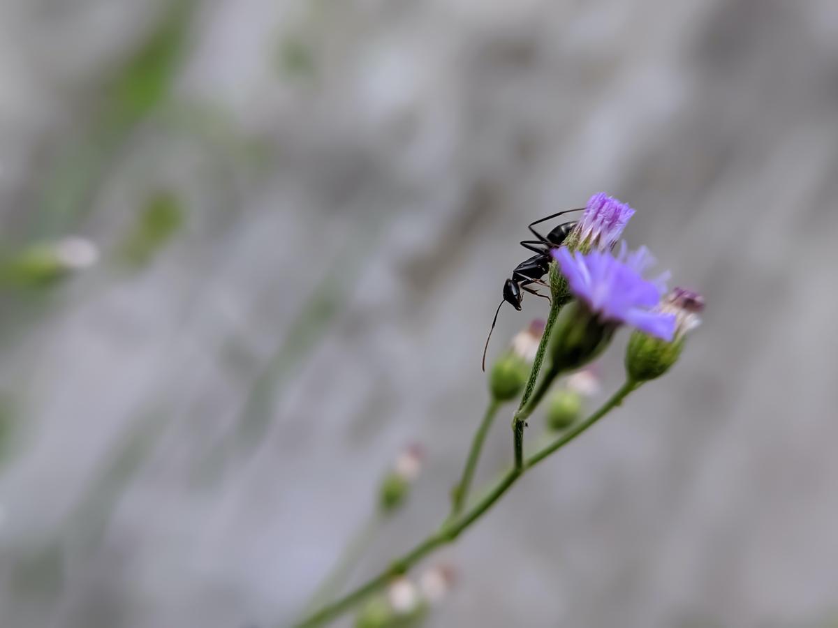 Tips om een mierenplaag te voorkomen