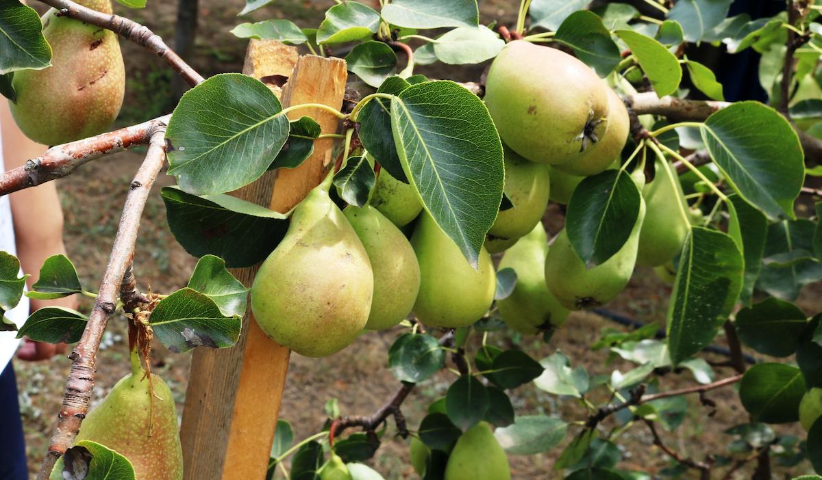 Welke fruitboom het beste past in jouw tuin?