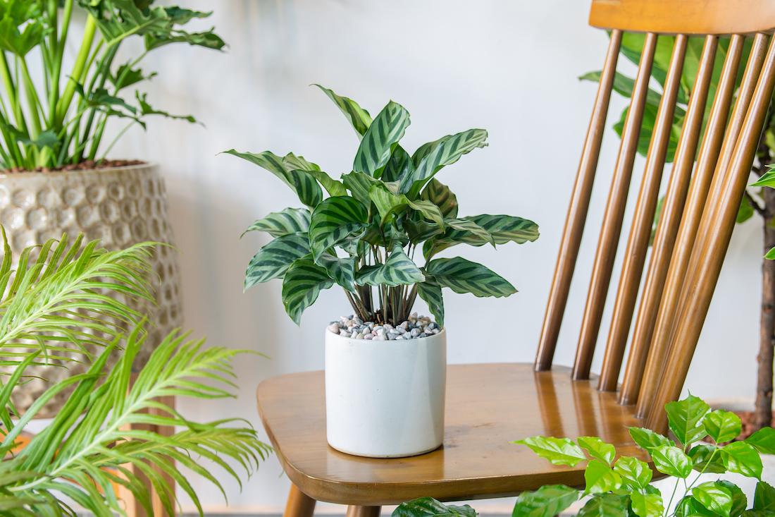 Planten verzorgingstips: houd je kamerplanten lang mooi