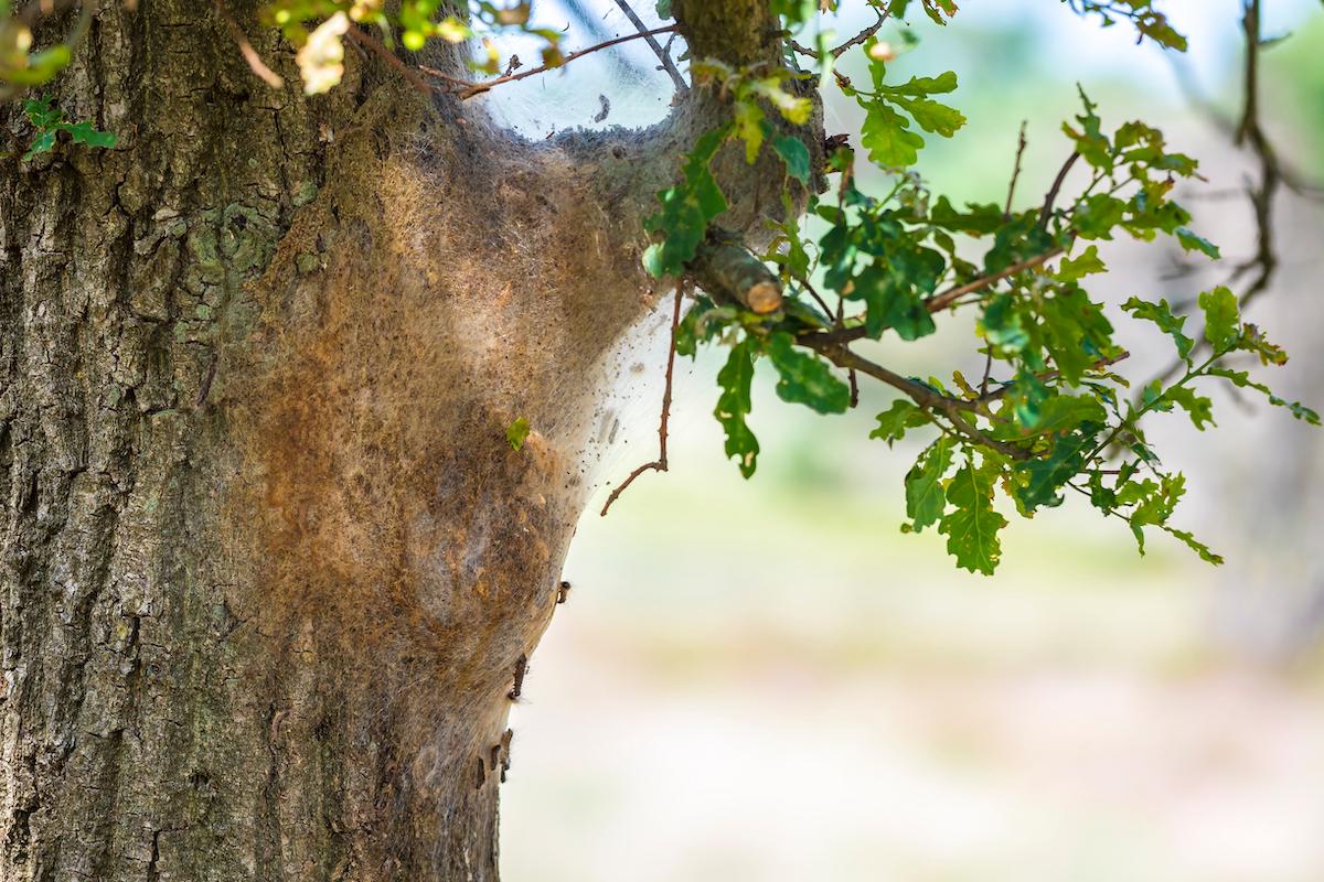 Hoe herken je de eikenprocessierups?