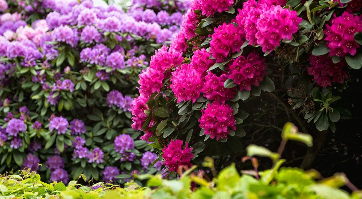 Handige tips voor een kleurrijke en bloeiende tuin