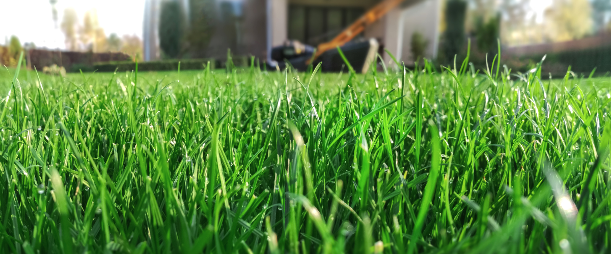 Engerlingen in het gazon bestrijden? 5 effectieve en duurzame tips!