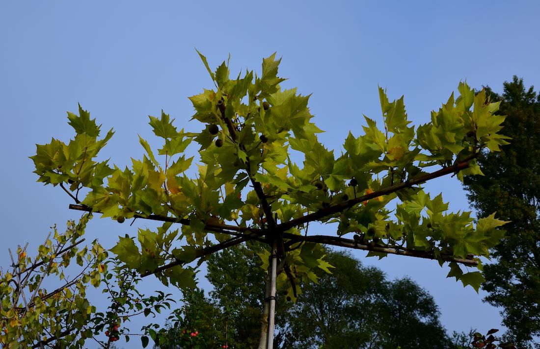 Groene kronenpracht: dakplataan in jouw tuin