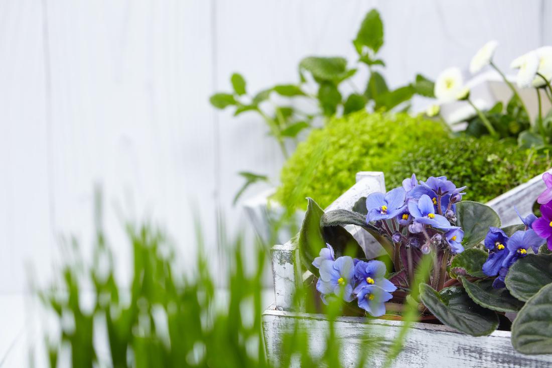 Creëer een stijlvolle buitenruimte met bomen en buitenplanten