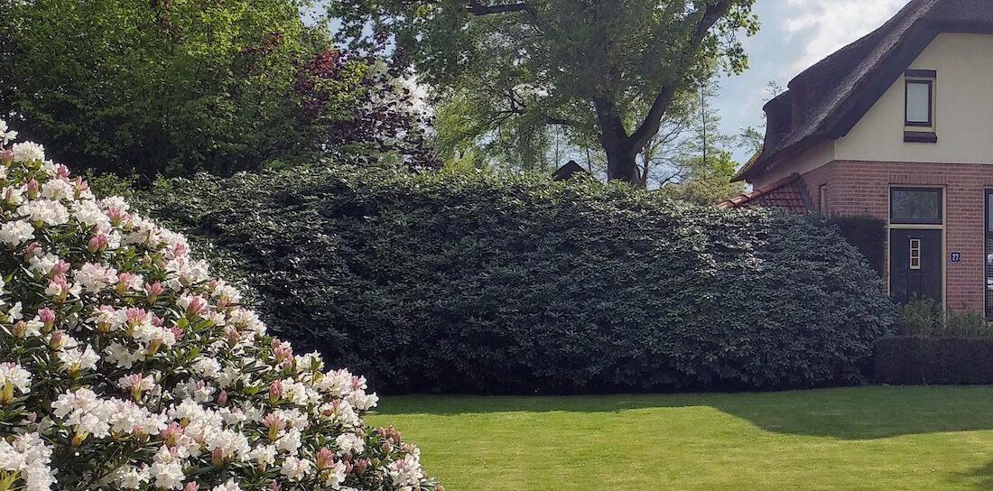 De charme van een rhododendron haag