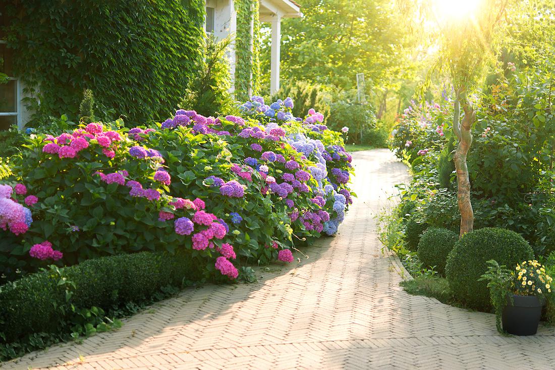 Creëer een bloeiende tuin met de juiste plantencombinaties