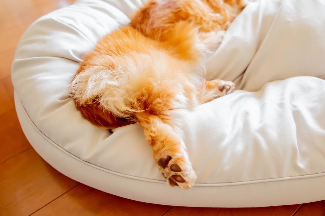 Een hond aanschaffen.. Waar moet je allemaal aan denken