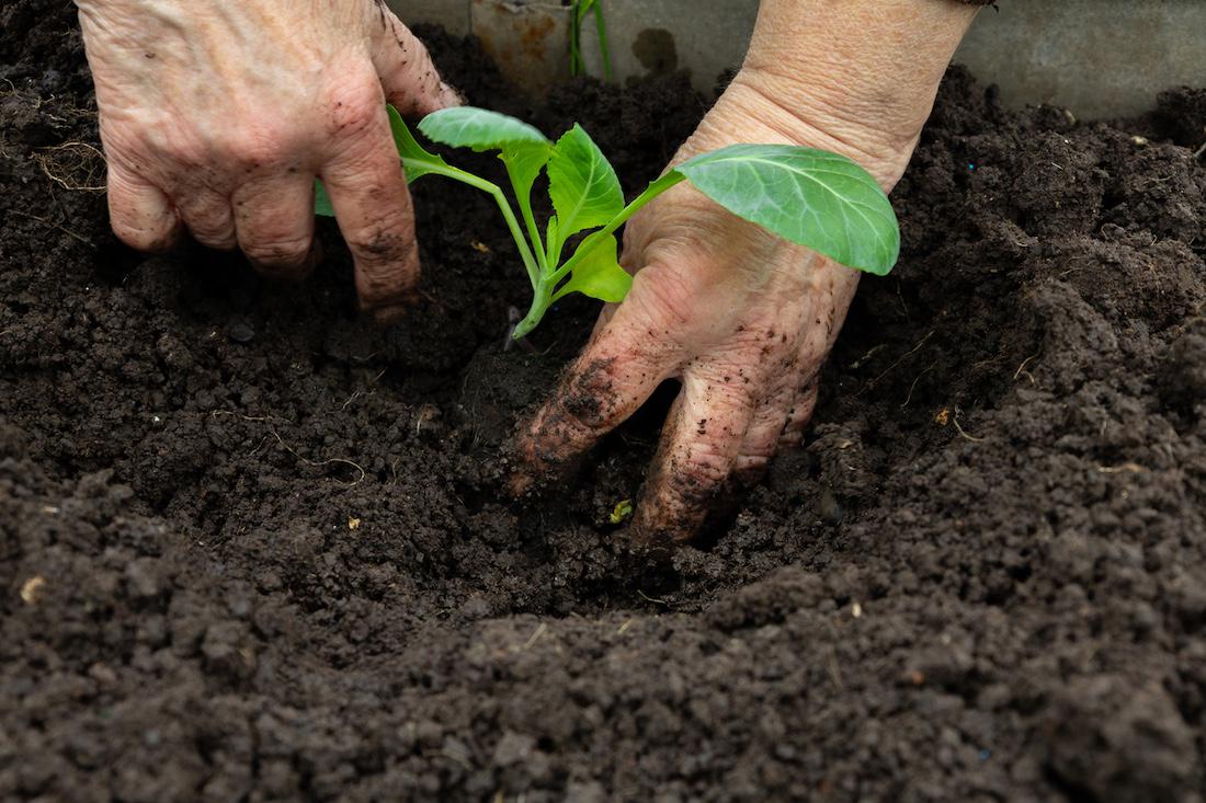 De voordelen van zwarte grond voor een bloeiende tuin