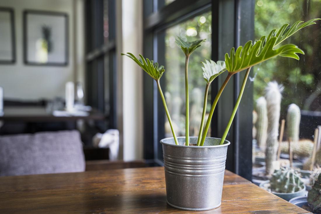 Interieurbeplanting: een stijlvolle keuze voor een gezond en inspirerend huis